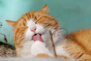 The Charm of Kitty Cats